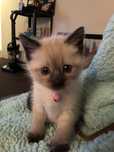 Ragdoll disponibil