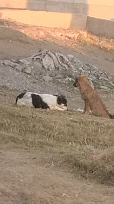 Ит тегін алатын болса