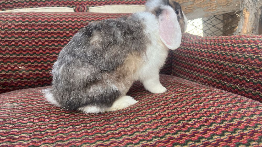 Quyon sotiladi.Продаётся кролик  Баран