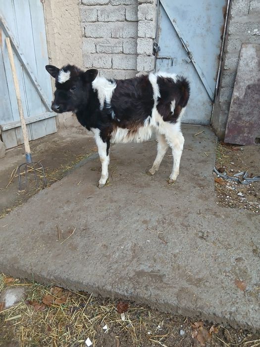 Срочни гунажнча сотлади окатга крган