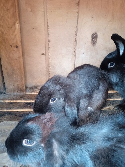 Продам кролики породы бараны или обмен