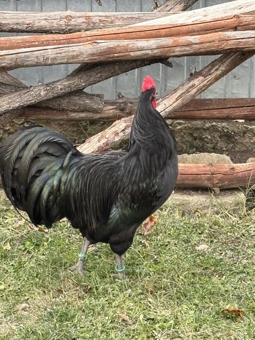 Cocosi Australorp