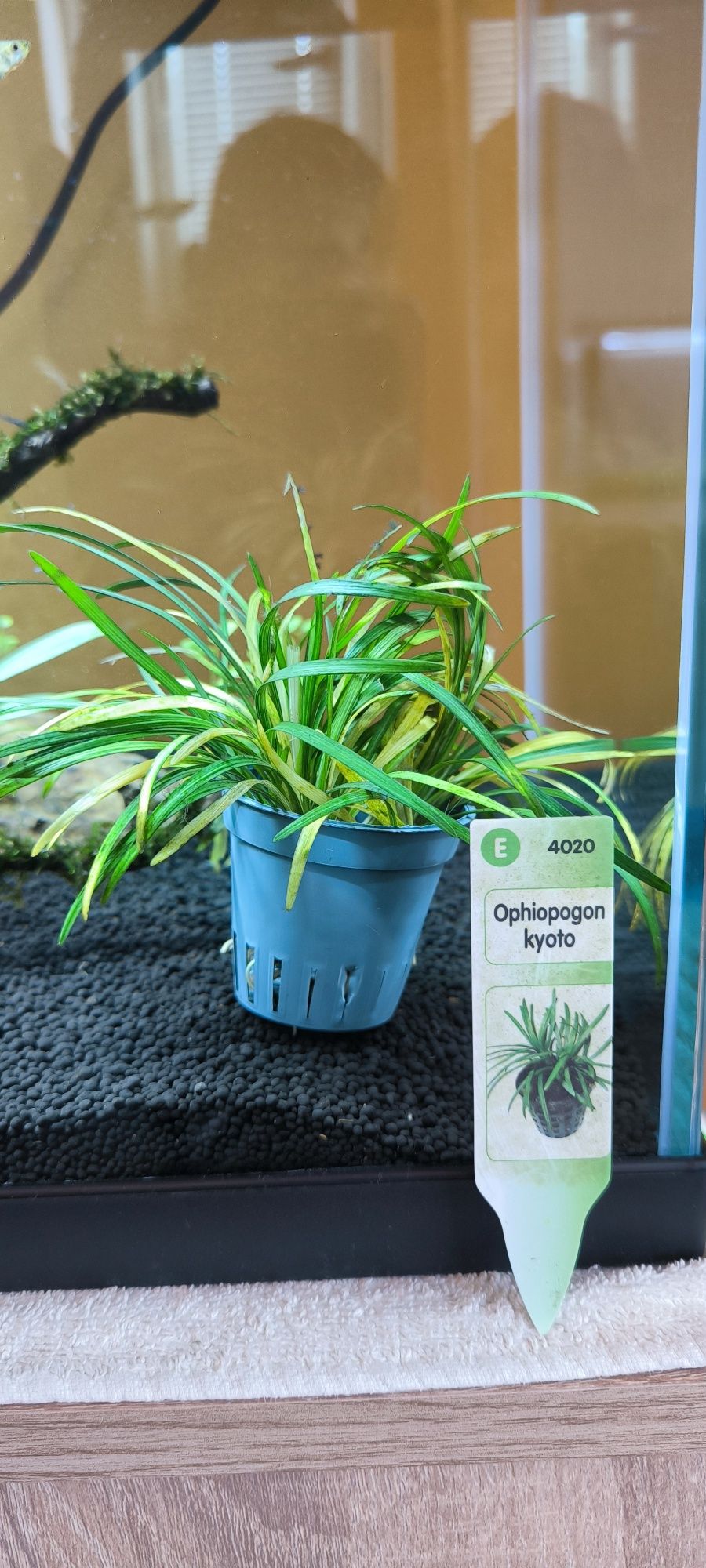 Продавам Ophiopogon kyoto