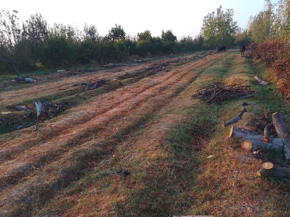 Олма утини гуласи томири сотилади