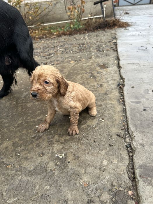 Продам щенков спаниеля