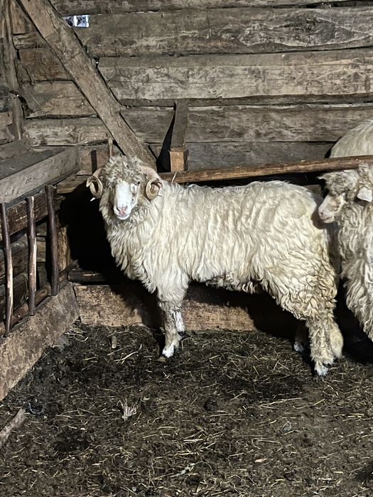 Vând berbecuț băl