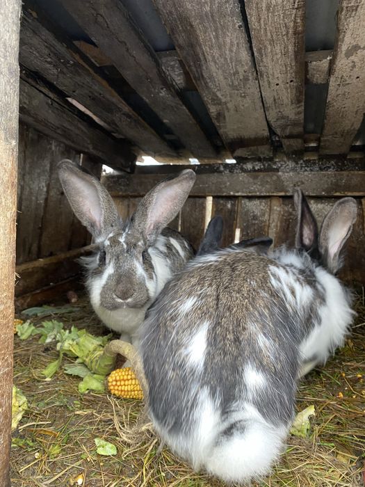 vand/schimb iepuroici