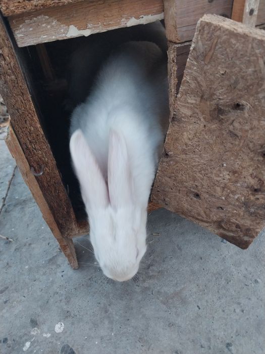 Икки дона куён бервораман бепул