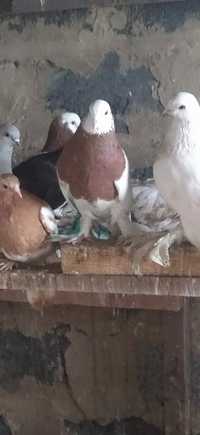 Продам голубей разных мастей