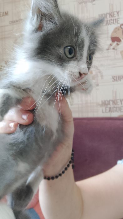 Отдам котёнка в добрые руки бесплатно