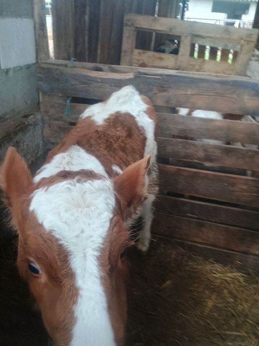 De vânzare doi viței masculi