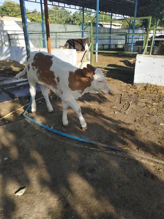 Продаётся участок в районе киргили .ФНПЗ