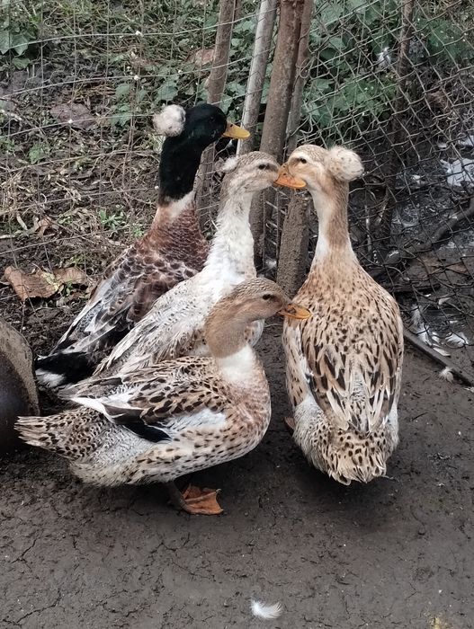 Păsări de vânzare- rațe românești cu moț