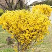 Ploaia de aur „Forsythia La Ghiveci
