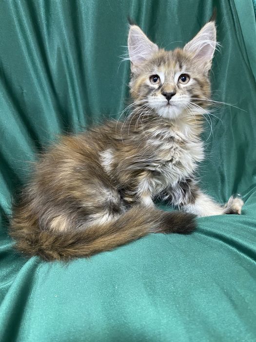 Котята мейн- кун девочки