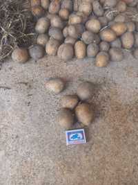 Семейная картошка  местная  армовирка ведро железное  1100 тг