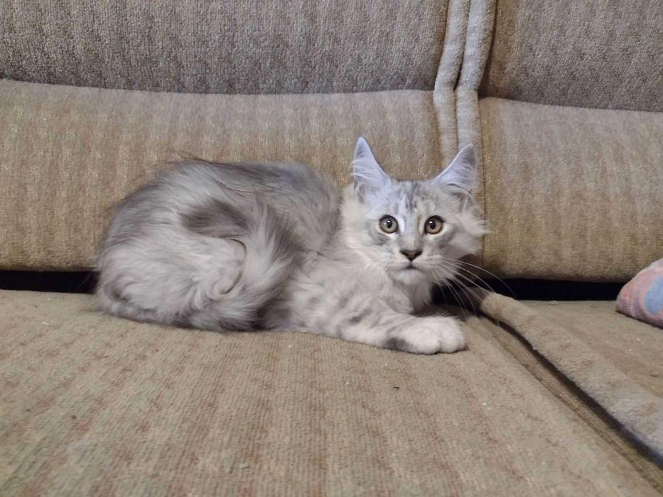 Мъжки котета Мейн Куун
