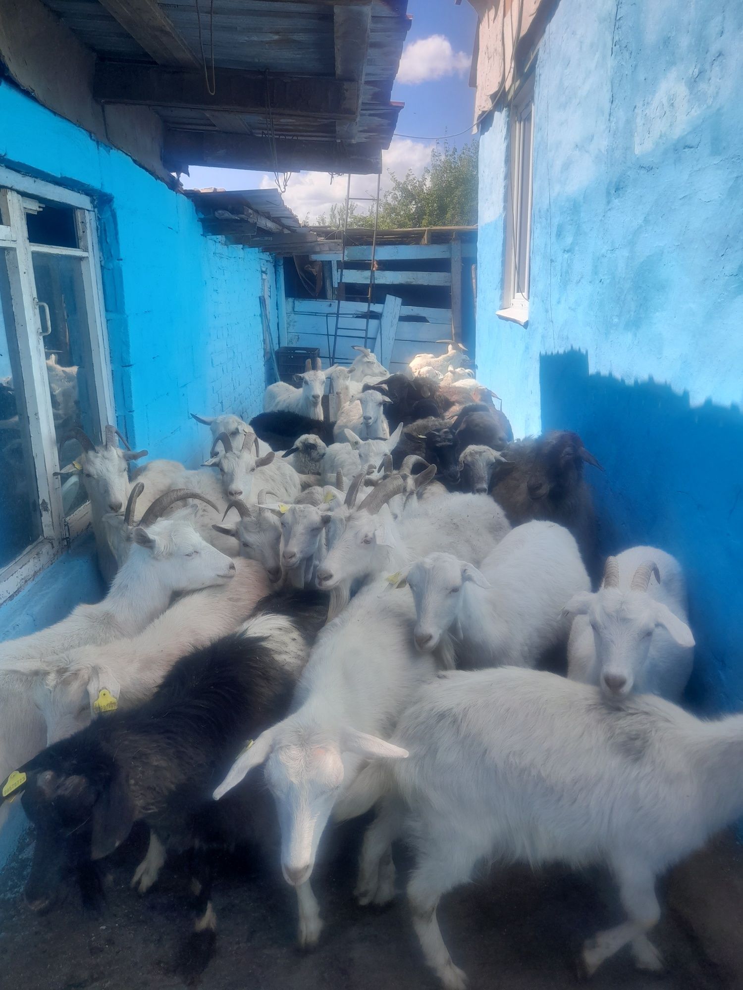Продам козы с козлятами оптом