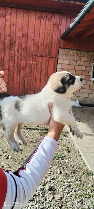 Vand pui ciobănești de asia centrala