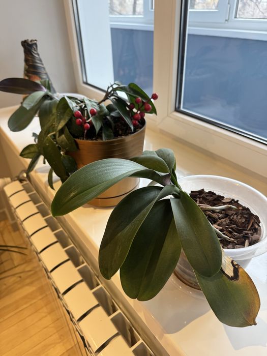 Продам цветы,горшки, землю