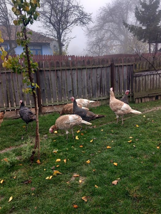 De vânzare,3 curci de anul ăsta