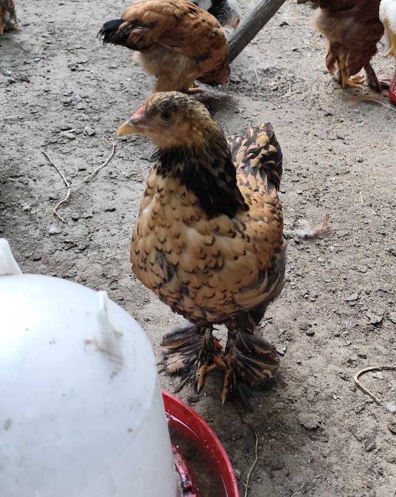 Brahma gold pui 1-4 luni