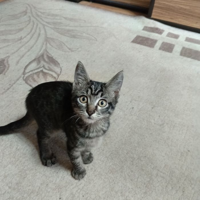 Отдам котёнка в добрые руки