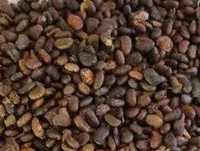 Semințe de salcâm