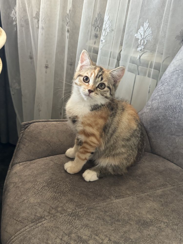 Котята срочно в добрые руки