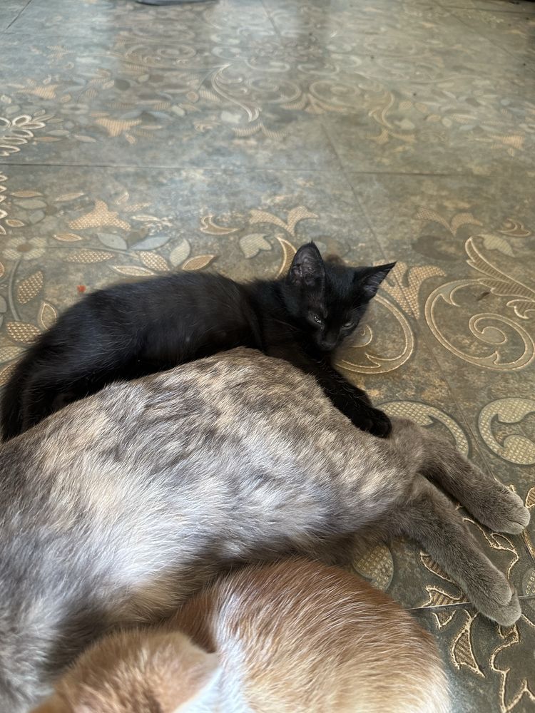 Отдам котят в хорошие руки