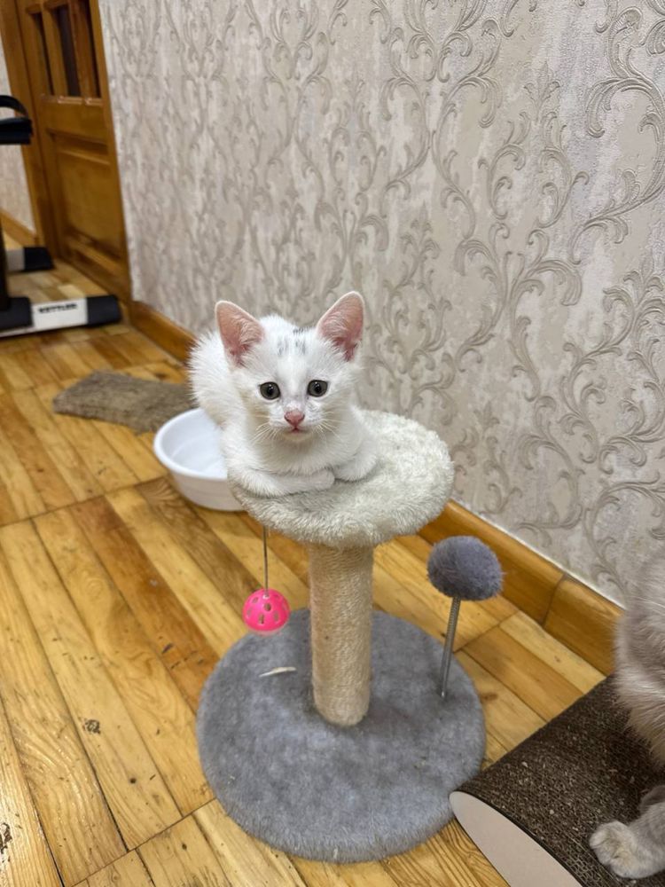 Белый Домашний котенок девочка 3 мес