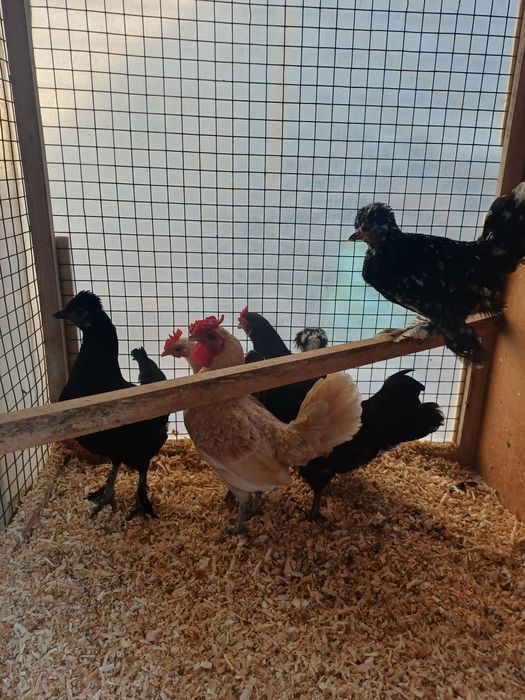 Япон Товуклари сотилади