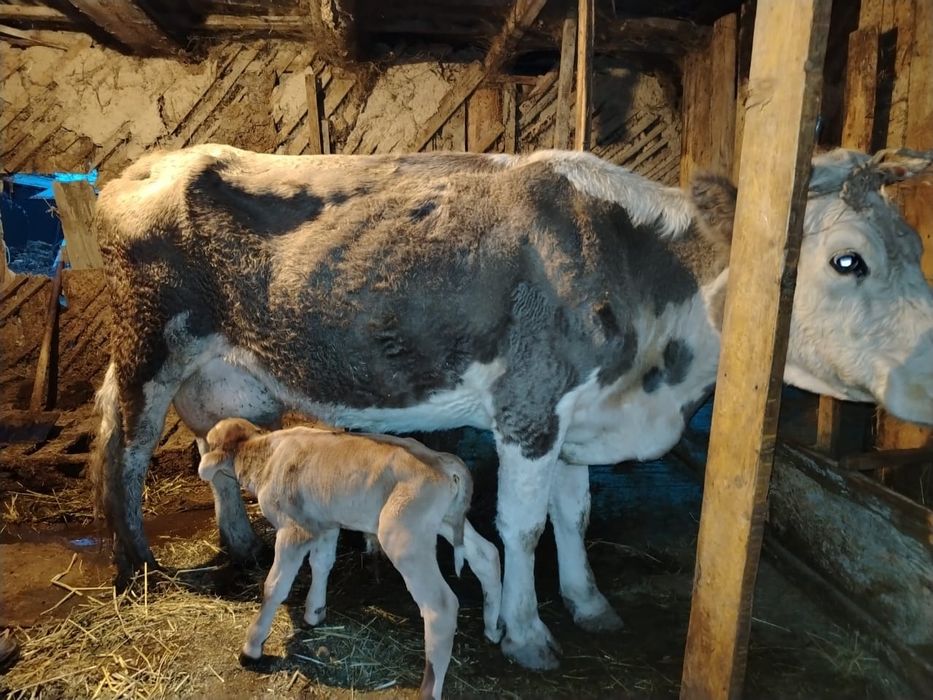 Карова с телёнком 850000тысяч торг