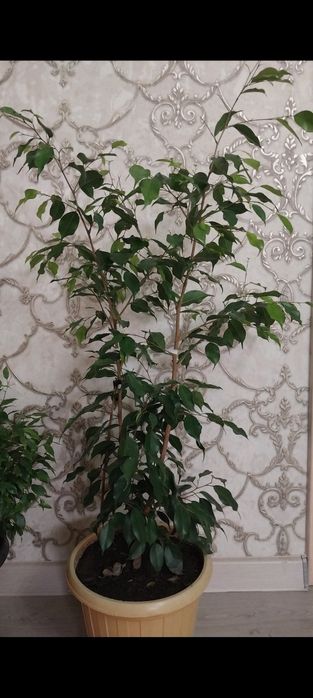 Красивые комнатные растения