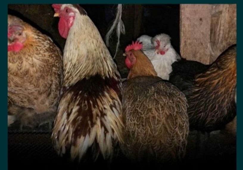 Продавам зелени оплодени кокоши яйца за люпене. 1,50.лв за бр.