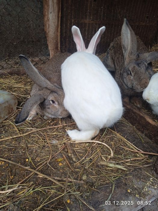 Кролы на продажу