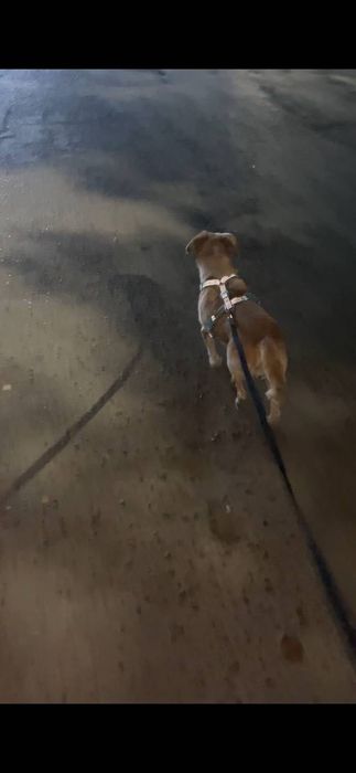 Выгул собак с любовью