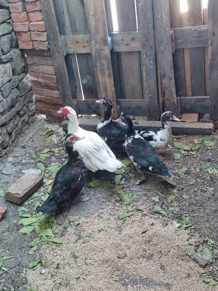 Продавам неми патици