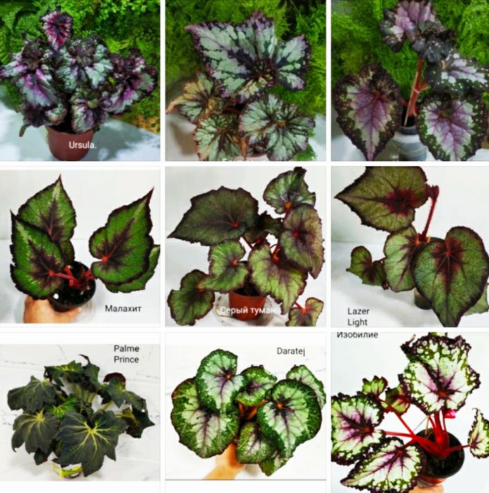 Листочки бегоний с корешками.