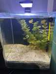 Pachet Acvariu Dennerle Nano Cube 30L+Lampa