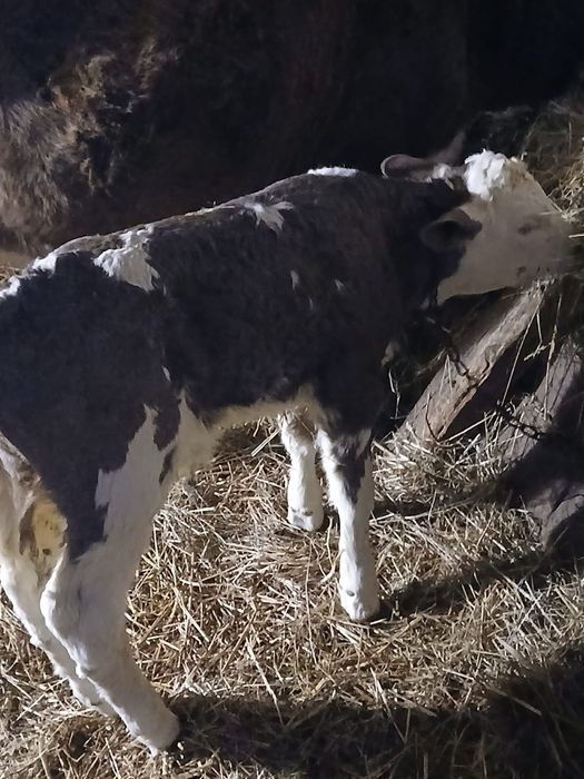 Tăurași de vanzare !