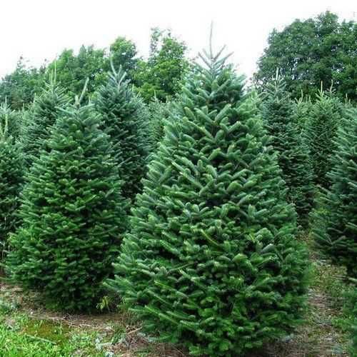 Brad american Abies balsamea la ghiveci 5L- inaltime 60-80 cm (6 ani)