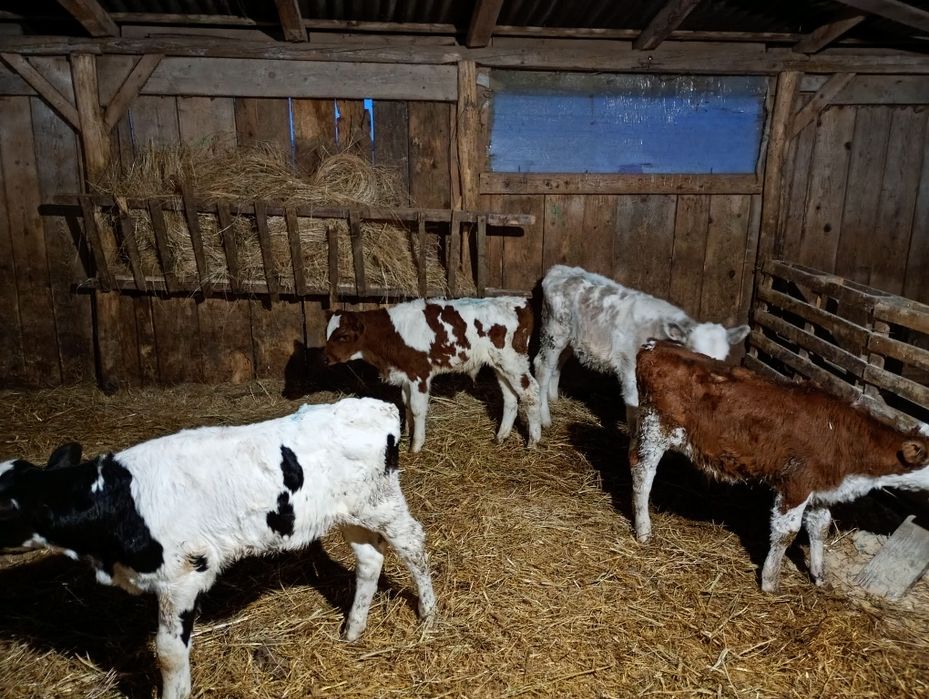 Vând viței de 8 săptămâni