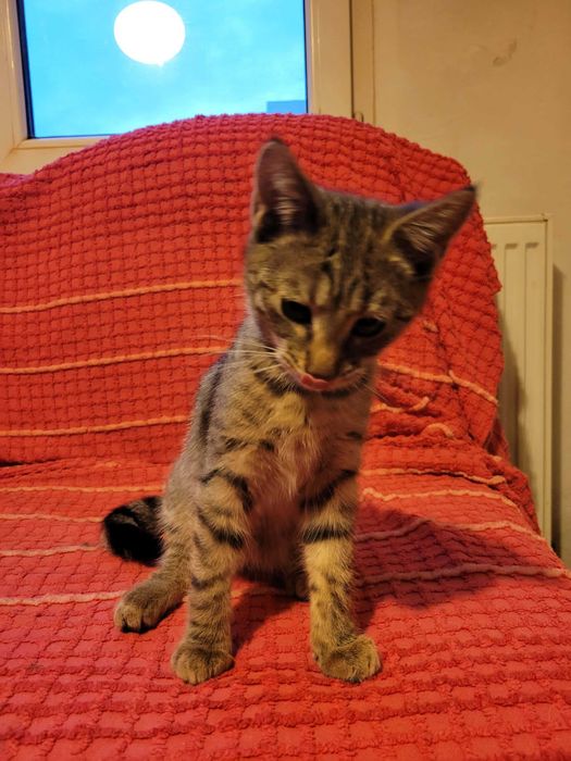 Подарява се тигрово котенце на три месеца