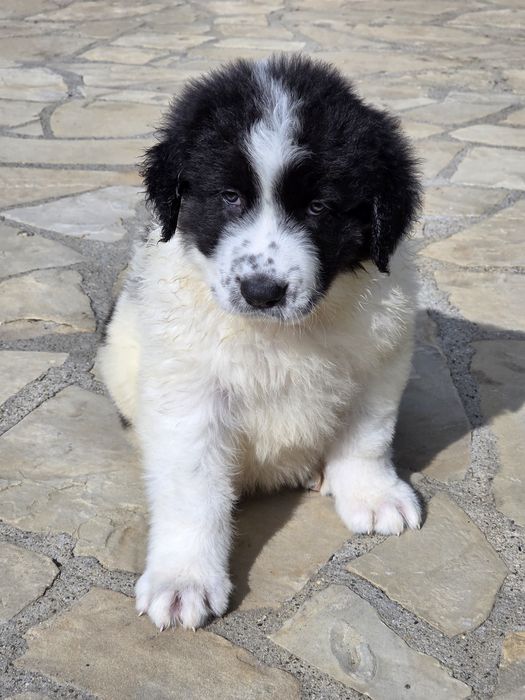 Ciobanesc De Bucovina Doar Femele Calitate Maximă