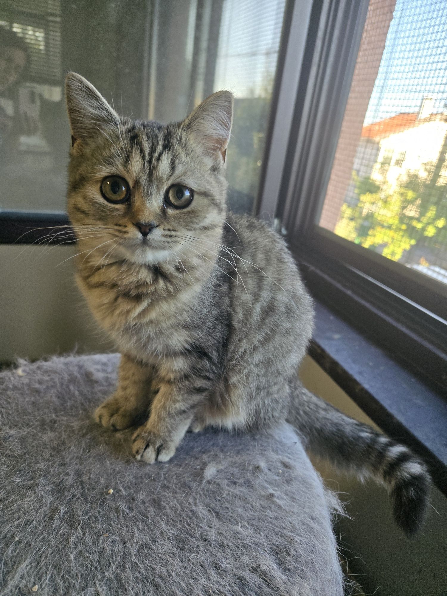Късокосместа британка, котета