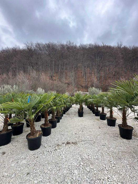Plante Decorative pentru Amenajări Exterioare de Vis