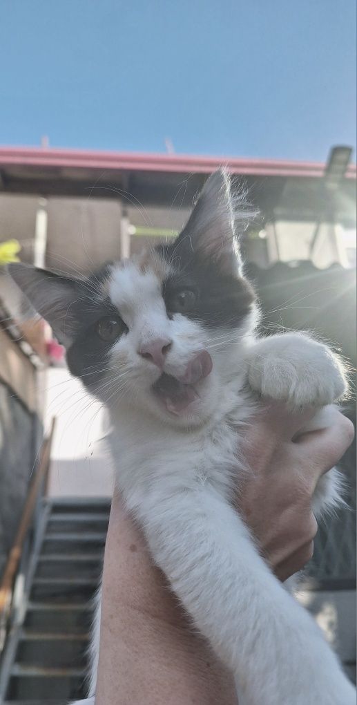 Отдам срочно двух котят от домашней кошки!