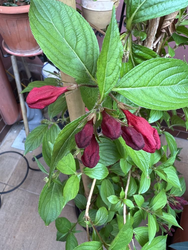 Weigela Florida 1,5 m si diferte plante.