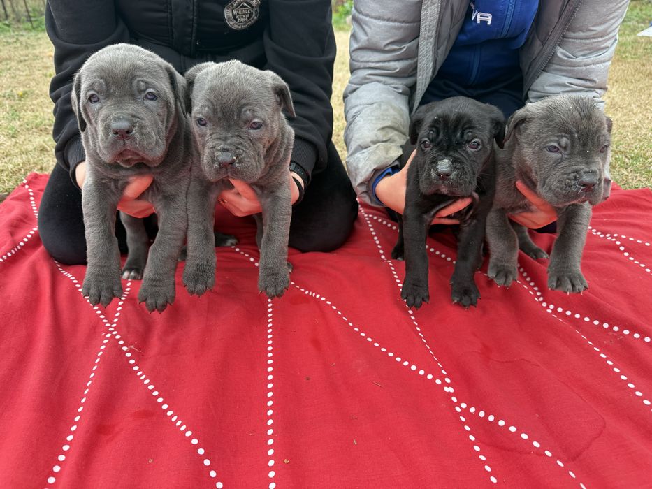 Кученца кане корсо